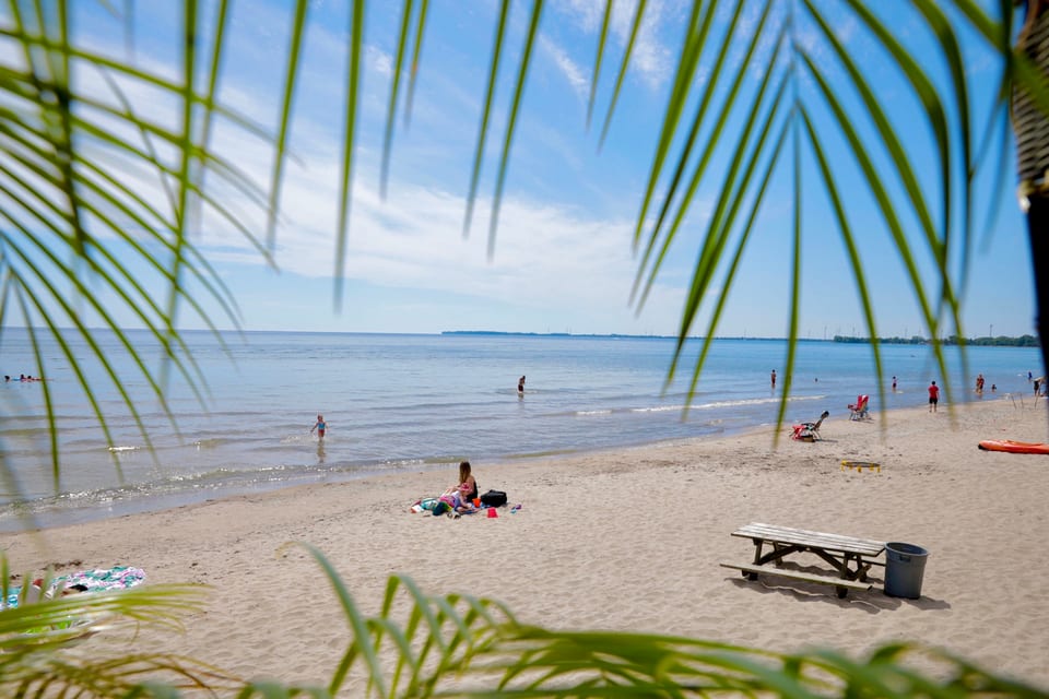 Palms along the beach at Long Beach Resort